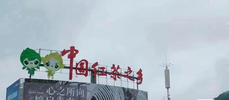 英德精品英红九号红茶基地直发品质保证量大从优