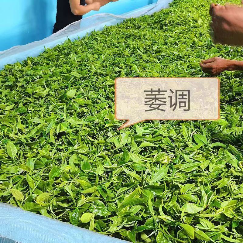 英德精品英红九号红茶基地直发品质保证量大从优