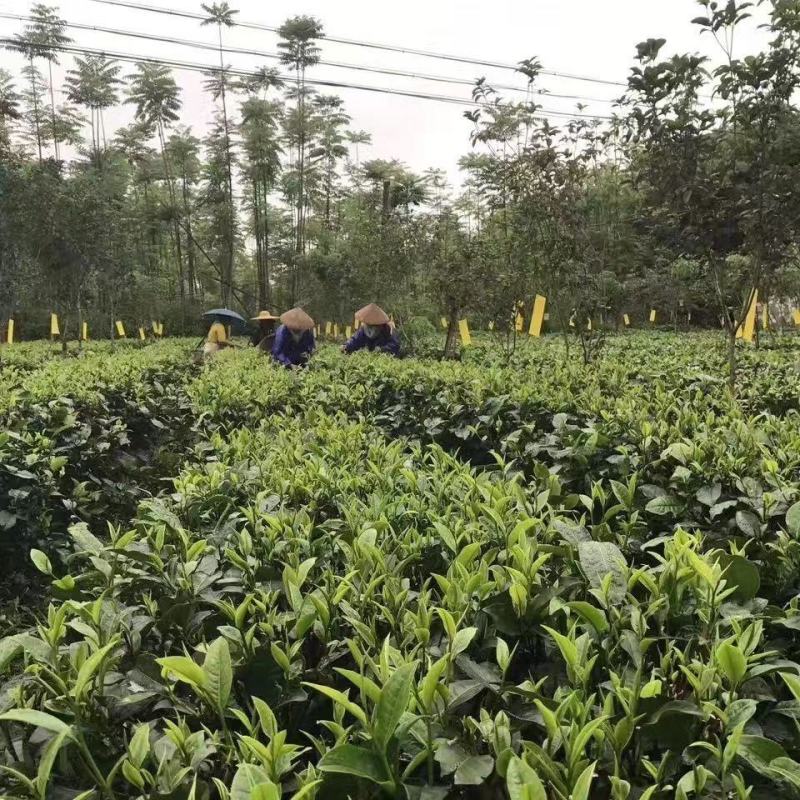 英德精品英红九号红茶基地直发品质保证量大从优