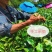 英德精品英红九号红茶基地直发品质保证量大从优