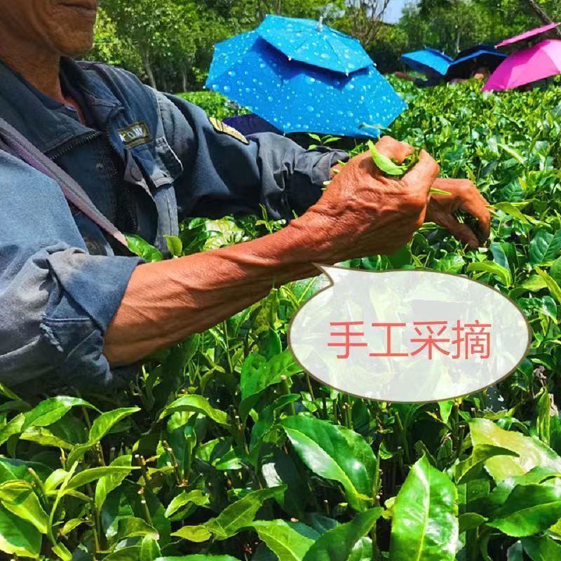 英德精品英红九号红茶基地直发品质保证量大从优