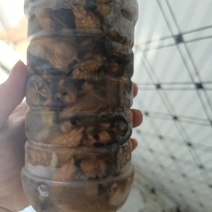 特种养殖