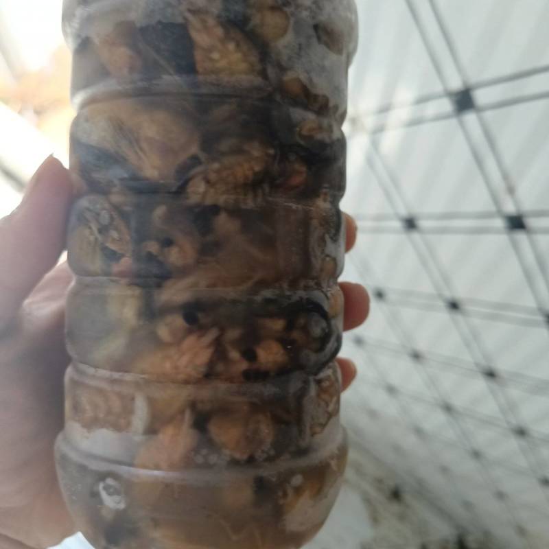 特种养殖