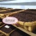 英德红茶金毛毫产地直发品质保证量大从优花欢迎联