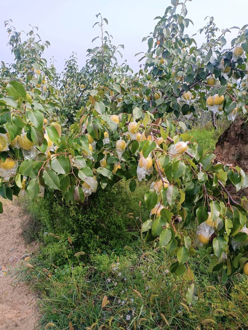 玉露香梨，好吃水份大，口感好