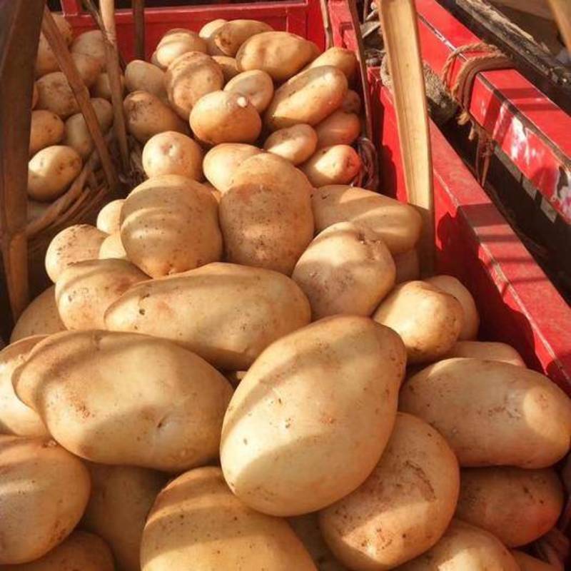 丽薯6号基地现货供应规格齐全品种齐全常年供应