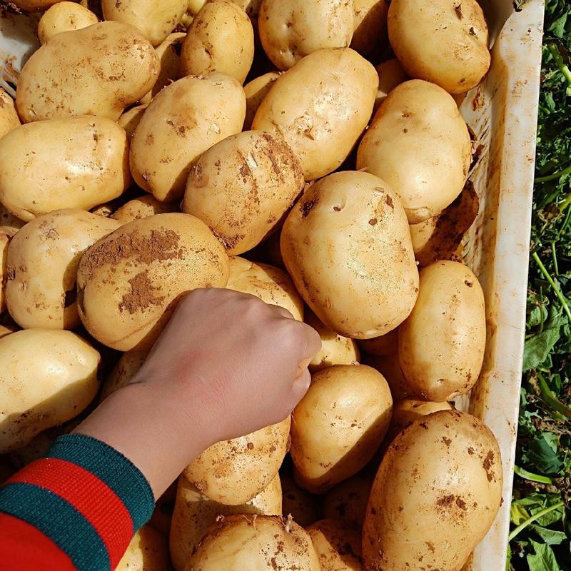 丽薯6号基地现货供应规格齐全品种齐全常年供应