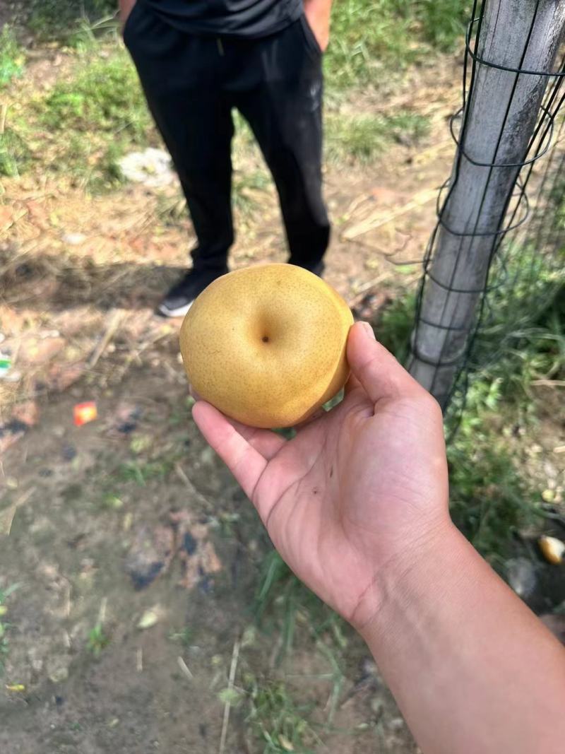 晚秋黄梨产地直发一手货源可以视频看货
