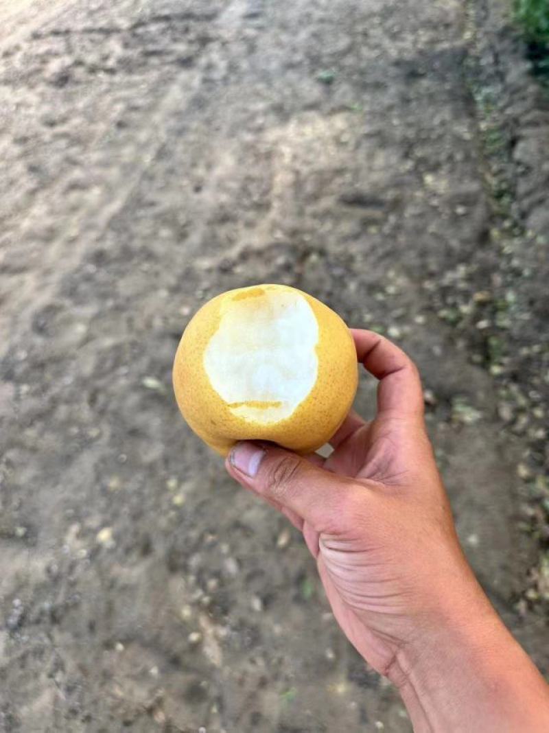晚秋黄梨产地直发一手货源可以视频看货