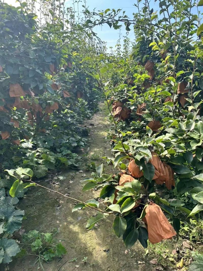 晚秋黄梨产地直发一手货源可以视频看货