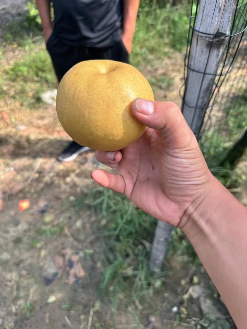 晚秋黄梨产地直发一手货源可以视频看货