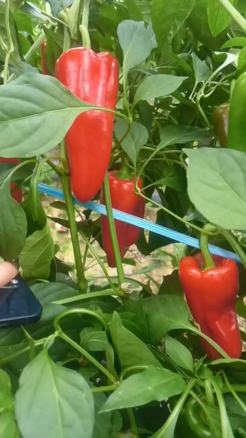 红泡椒红线椒红杭椒产地视频看货装车质量好货源充足