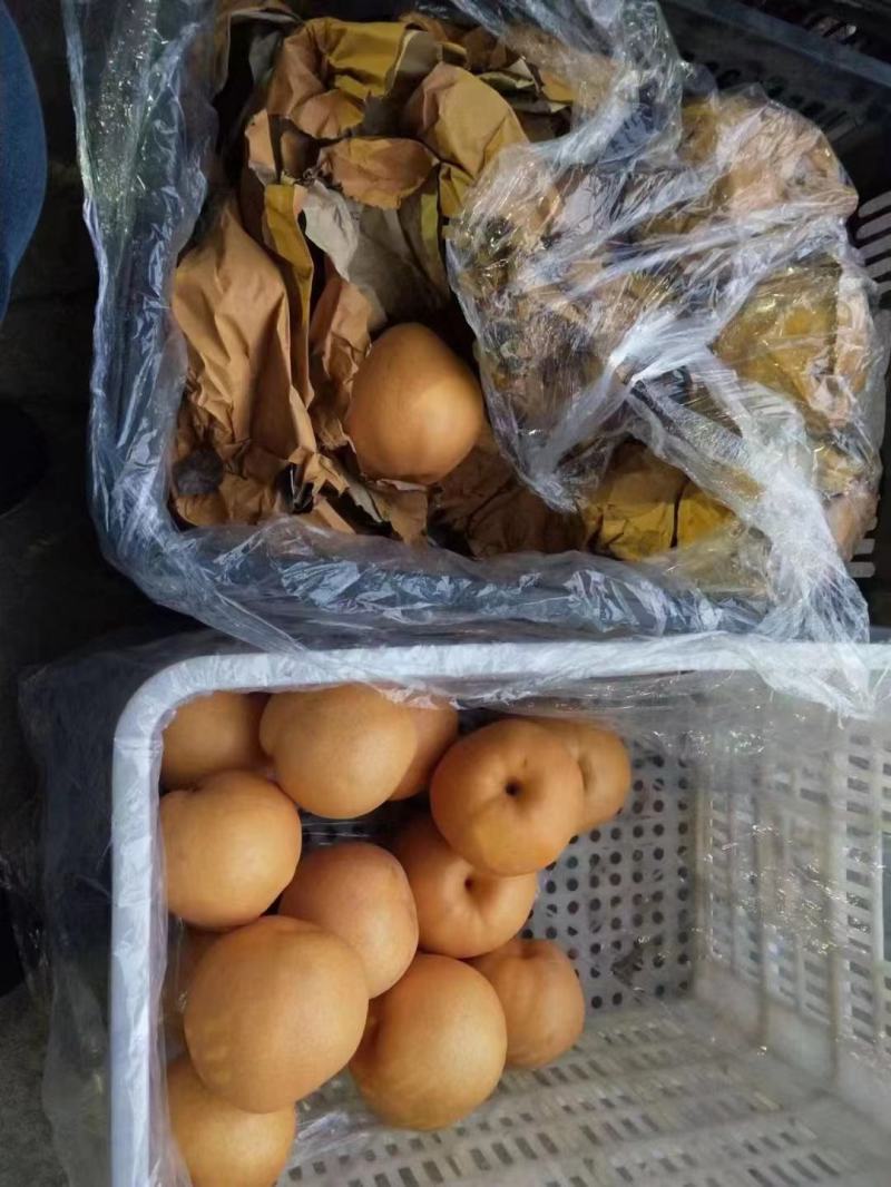精品晚秋黄梨对接全国市场欢迎来电咨询