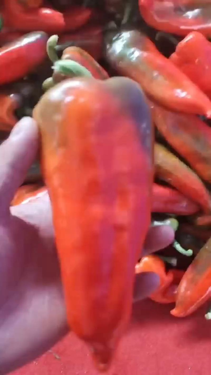红泡椒红线椒红杭椒产地视频看货装车质量好货源充足
