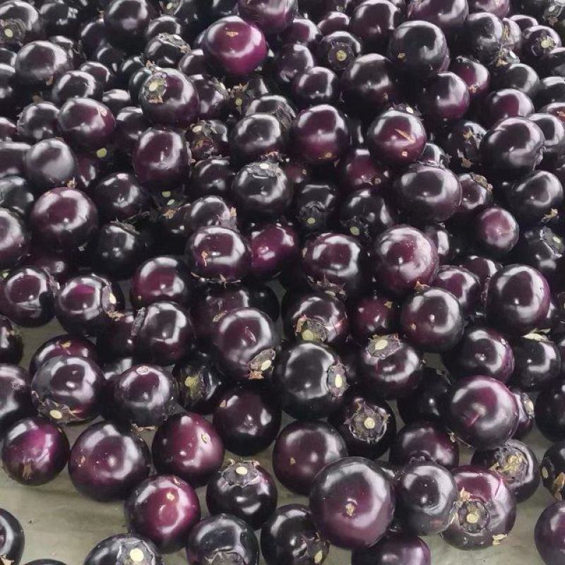 精品圆茄茄子产地直发一手货源欢迎采购