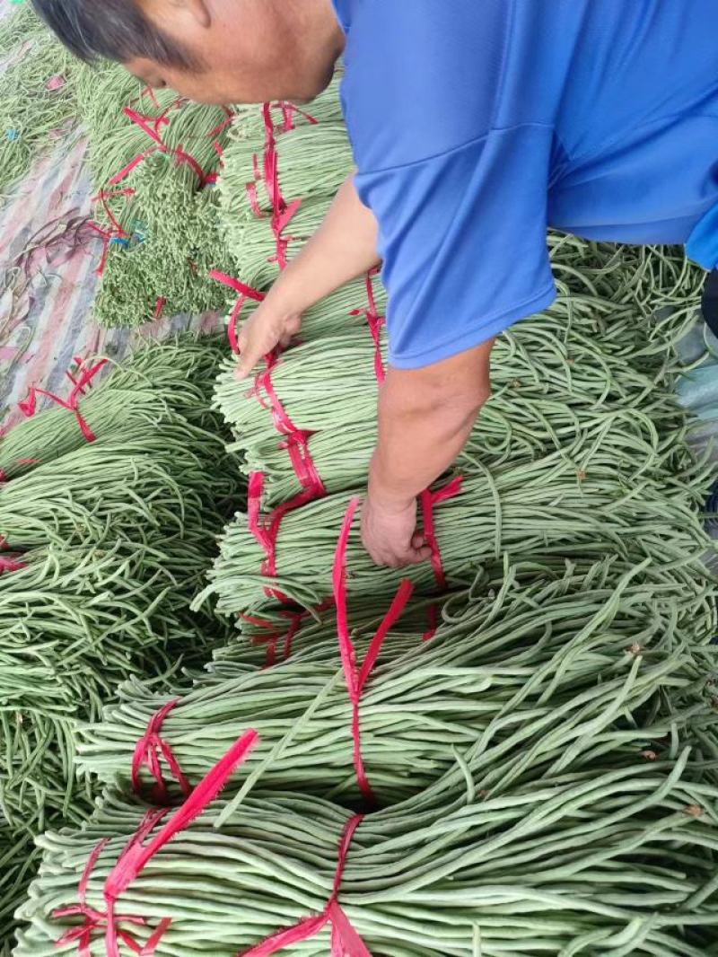 精品长豆角河南长豆角南乐长豆角长期供货欢迎采购