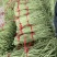 精品长豆角河南长豆角南乐长豆角长期供货欢迎采购
