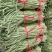精品长豆角河南长豆角南乐长豆角长期供货欢迎采购