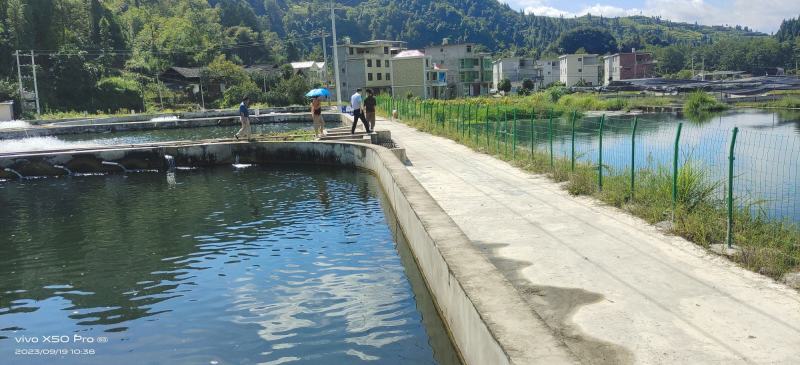 流水养殖鲈鱼