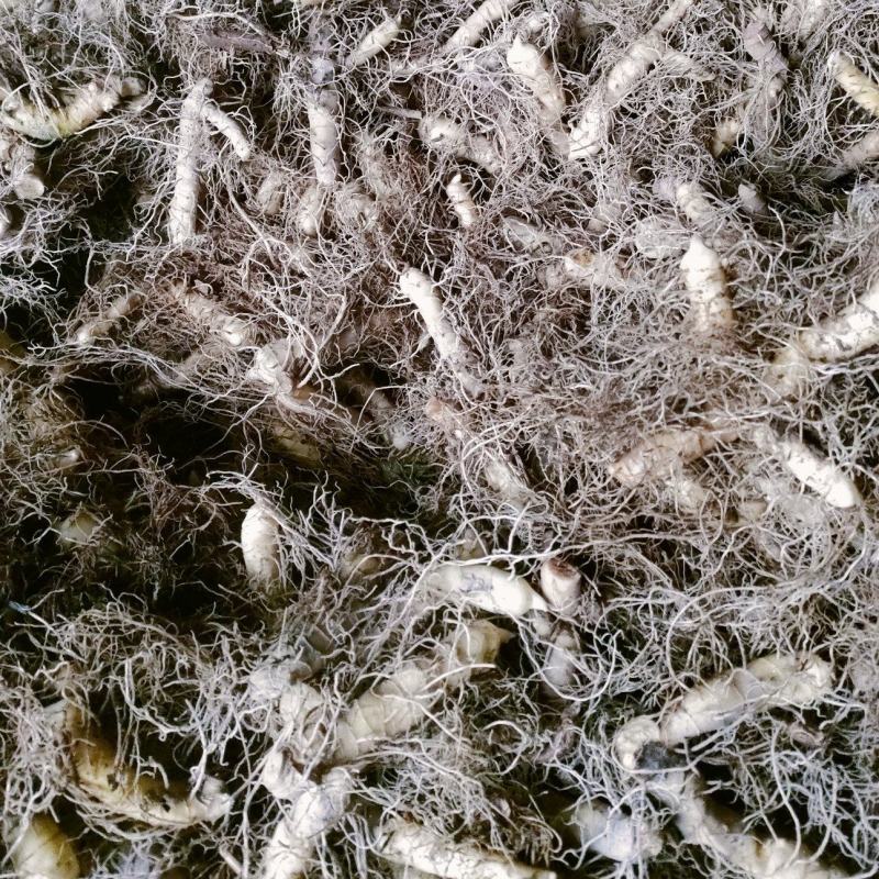 玉竹种茎