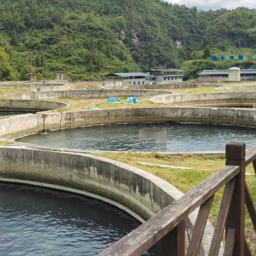 流水养殖鲈鱼