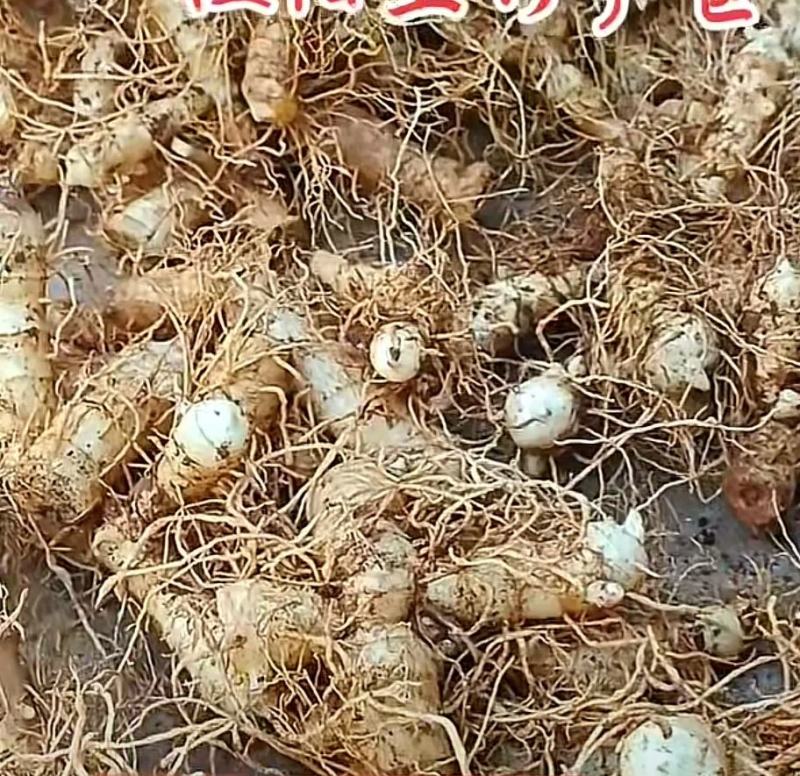 玉竹种茎