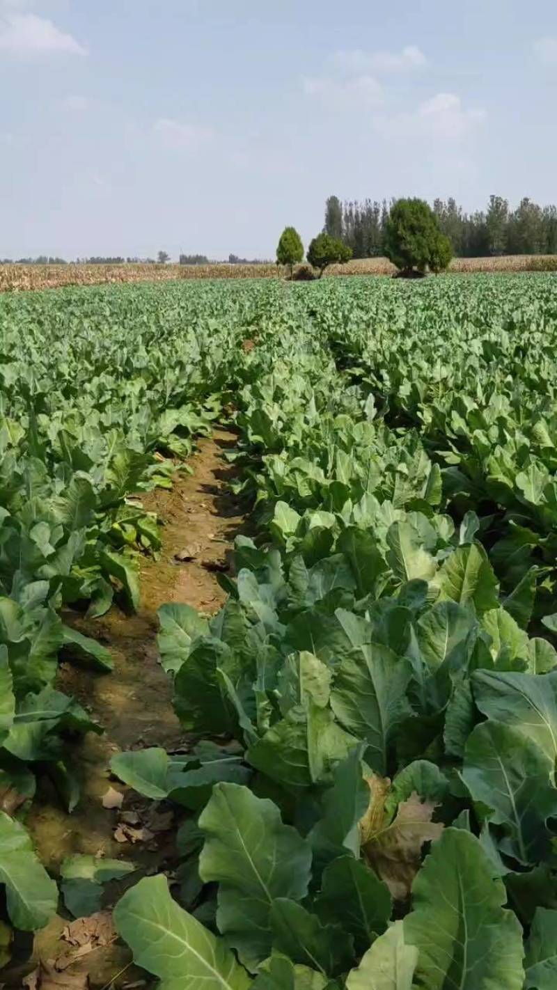 有机松花菜，菜花，大量有货基地直发，量大从优