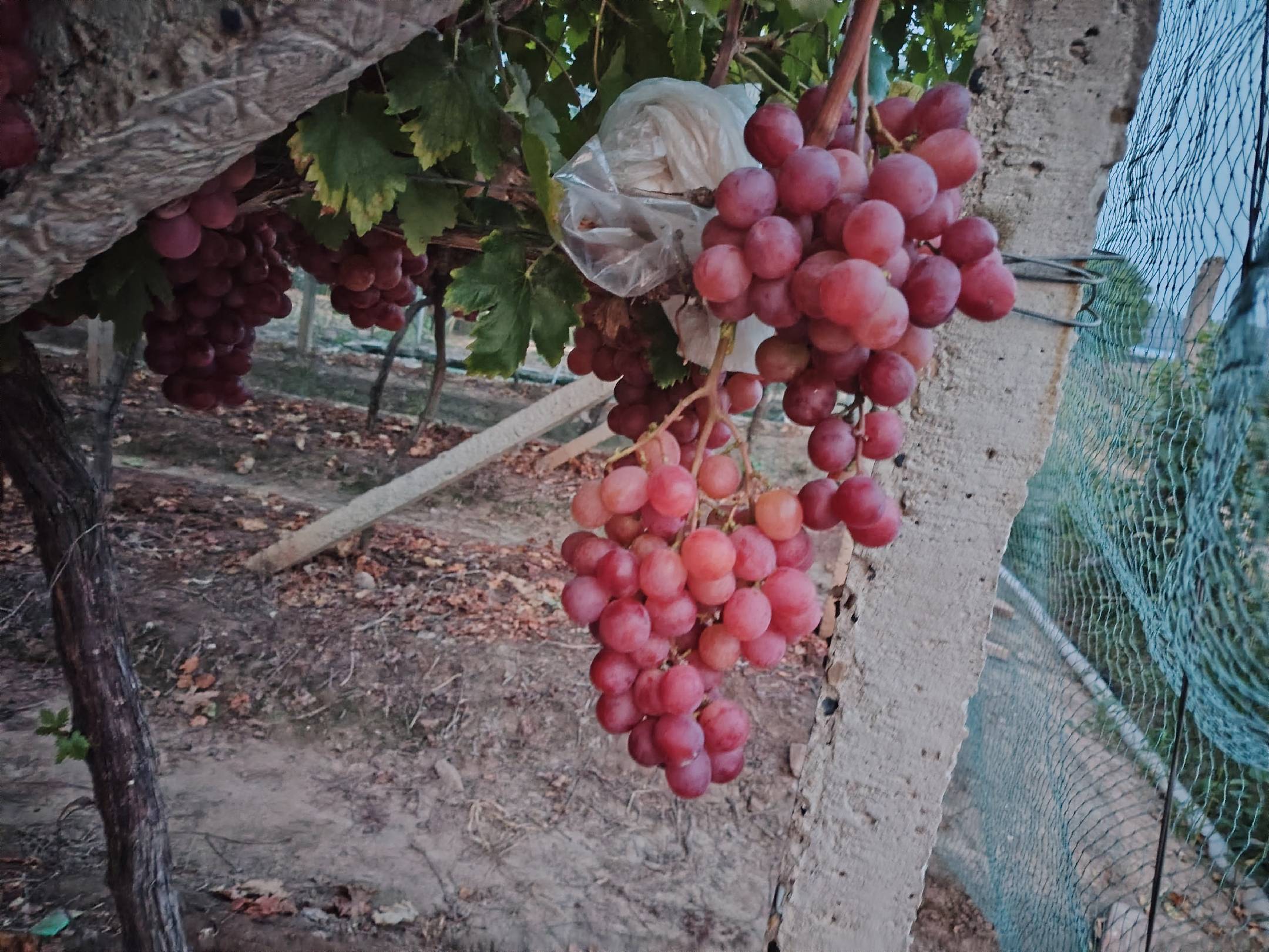 红提在超市货架上的展示