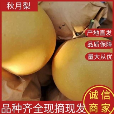 梨丰水梨产地大量供应中货源充足口感脆甜一级棒