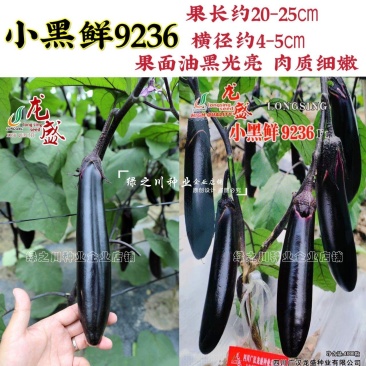 北方地区小黑茄种子龙盛小黑鲜9236小棒茄种早熟茄子种子