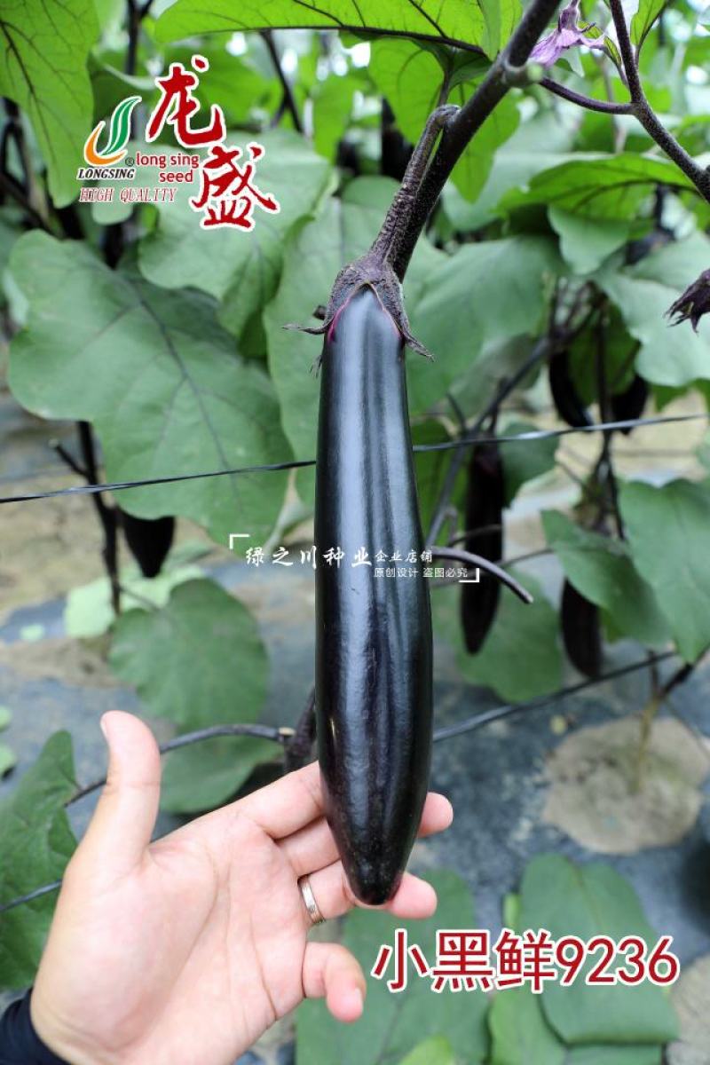 北方地区小黑茄种子龙盛小黑鲜9236小棒茄种早熟茄子种子