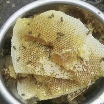 纯正土蜂蜜