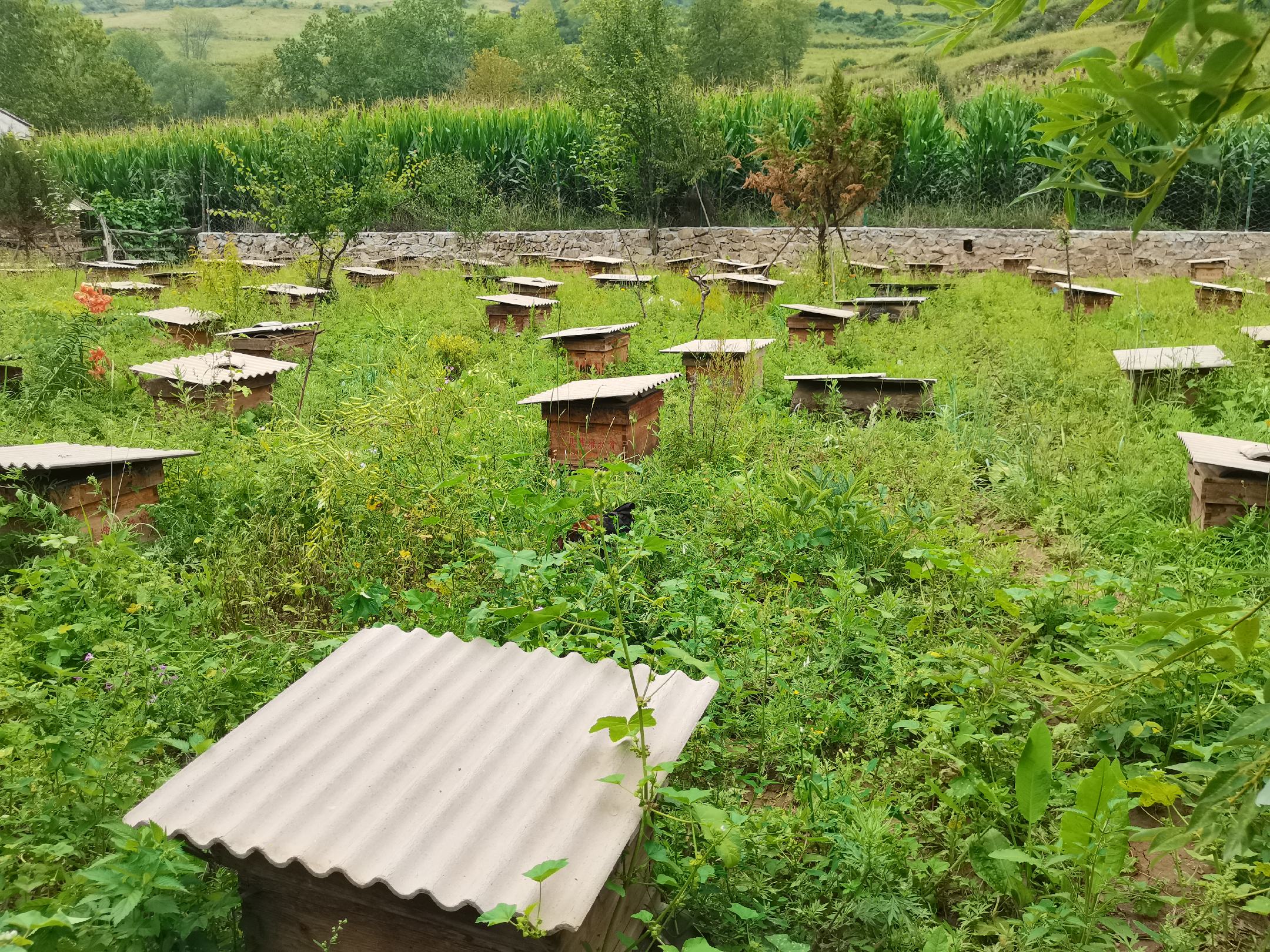 油菜花田与采粉场景