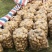 沃土5号基地现货供应规格齐全品种齐全常年供应