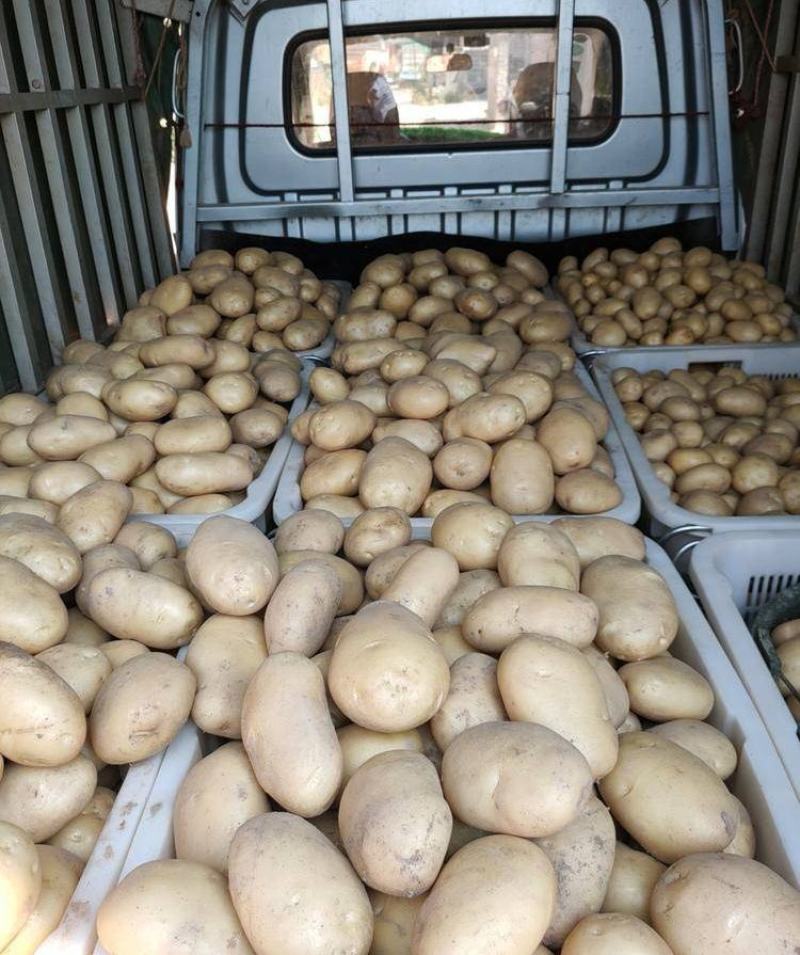 沃土5号基地现货供应规格齐全品种齐全常年供应