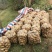 沃土5号基地现货供应规格齐全品种齐全常年供应