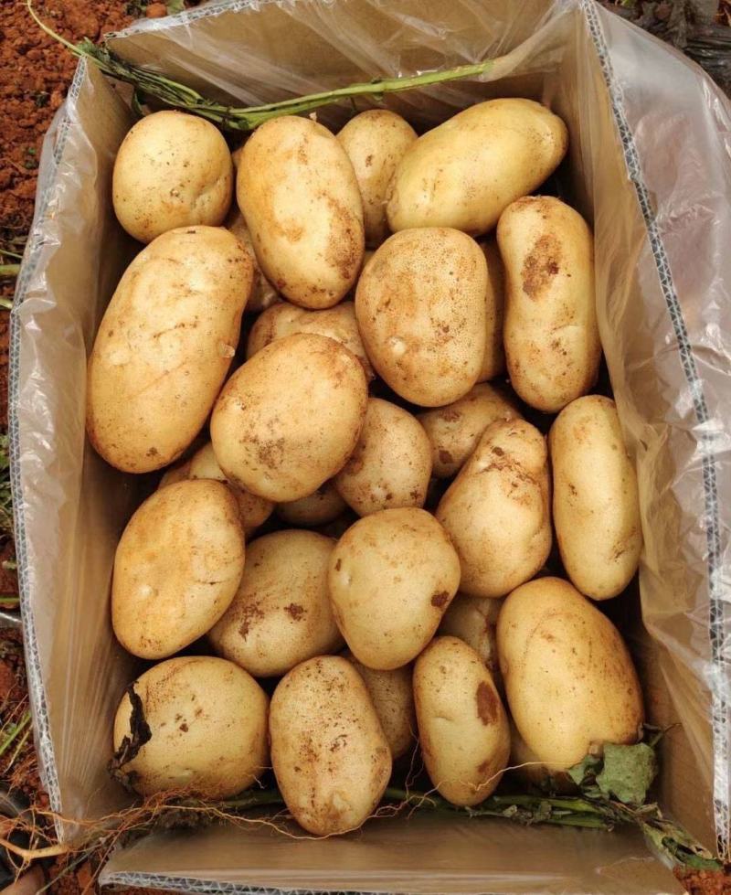 沃土5号基地现货供应规格齐全品种齐全常年供应
