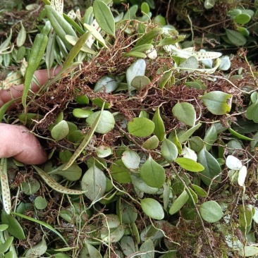 贵州原生态野生抱石莲鱼鳖草石瓜子瓜子草新鲜采摘产地直发