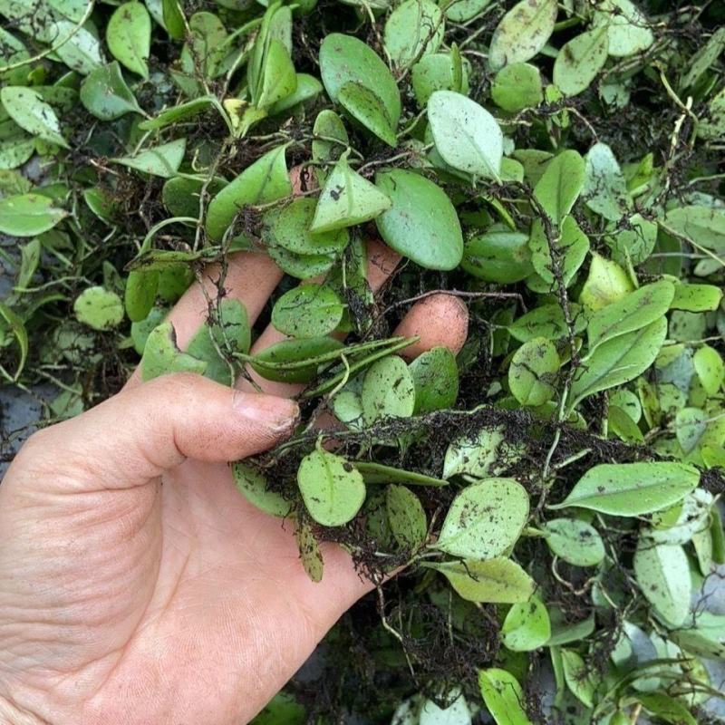 贵州原生态野生抱石莲鱼鳖草石瓜子瓜子草新鲜采摘产地直发