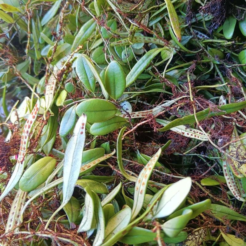 贵州原生态野生抱石莲鱼鳖草石瓜子瓜子草新鲜采摘产地直发