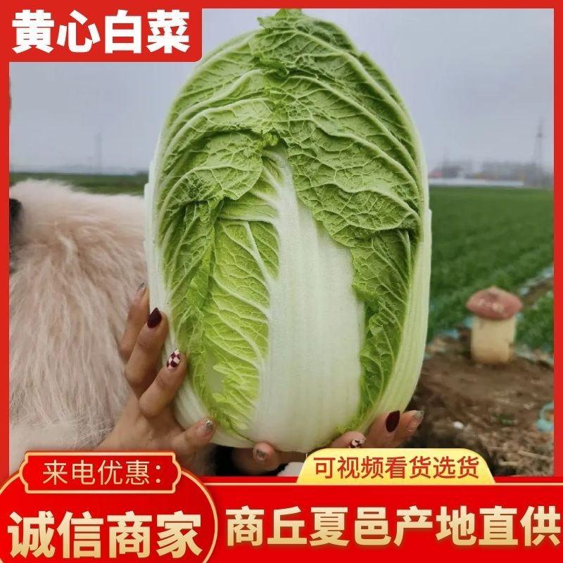 夏邑县黄心白菜，供应泡菜厂、酸菜厂、蔬菜批发市场、超市。