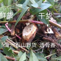 贵州野生中药材透骨香满山香九木香芳货真价实袋装包邮诚信