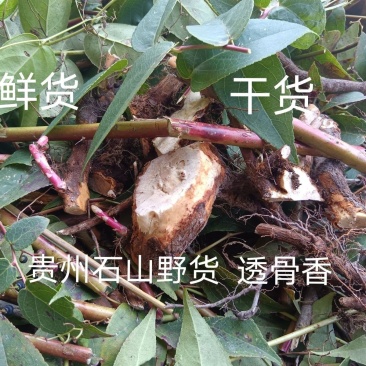 贵州野生中药材透骨香满山香九木香芳货真价实袋装包邮诚信