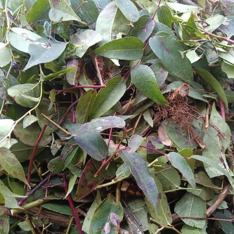 贵州野生中药材透骨香满山香九木香芳货真价实袋装包邮诚信
