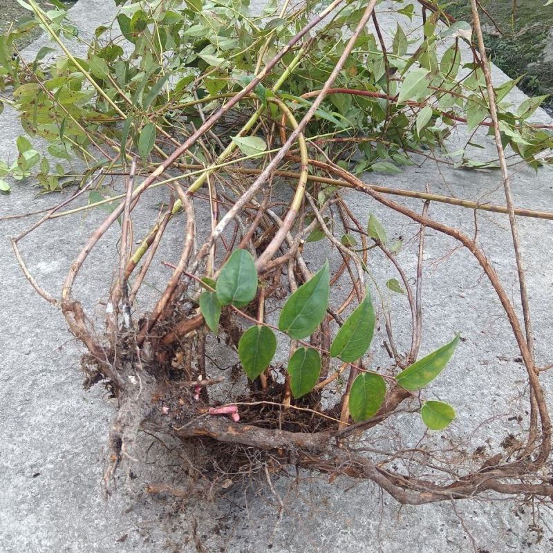 贵州野生中药材透骨香满山香九木香芳货真价实袋装包邮诚信