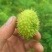 贵州特产野生刺梨鲜果新鲜刺梨现摘现发泡酒煮酒格实惠一斤包