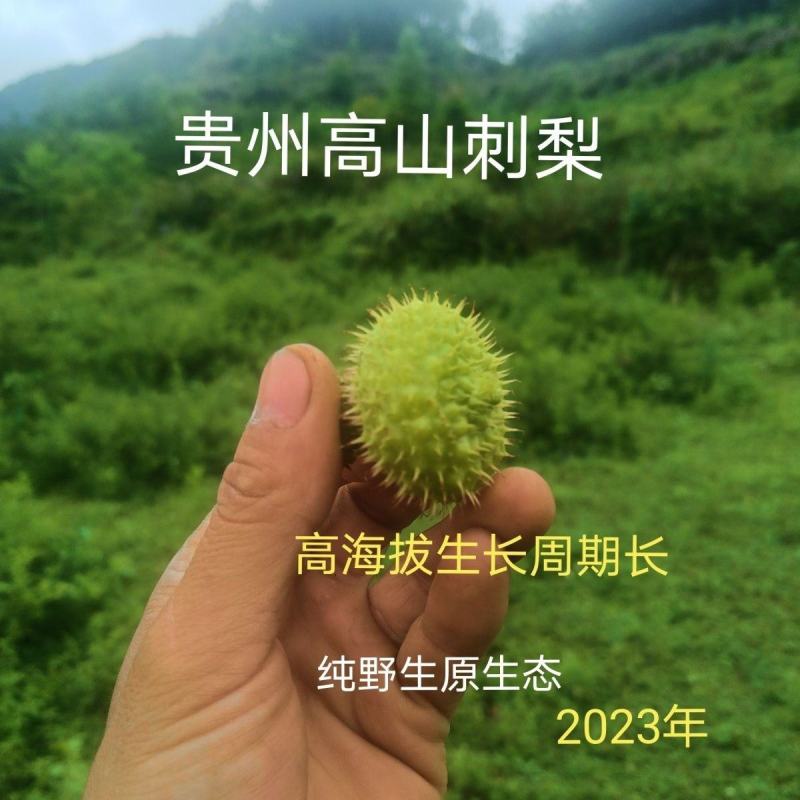 贵州特产野生刺梨鲜果新鲜刺梨现摘现发泡酒煮酒格实惠一斤包