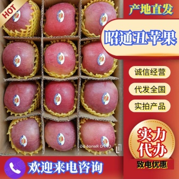 云南昭通冰糖心苹果产地直发价格美丽欢迎来电咨询