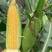 玉米产地太阳花，水果玉米白糯花糯基地货源，可以视频看货