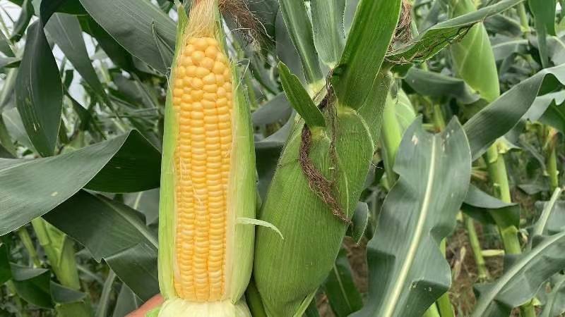 精品玉米产地太阳花，水果玉米白糯花糯基地货源可以视频看货